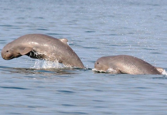 Chilika Lake dolphin