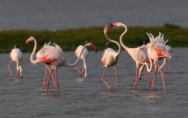 chilka lake flamingo